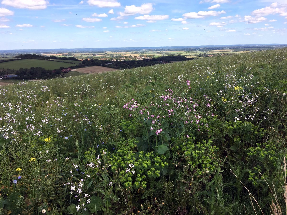 Wildflower meadow on the Amberley to Shoreham-by-Sea Hike in South Downs, England