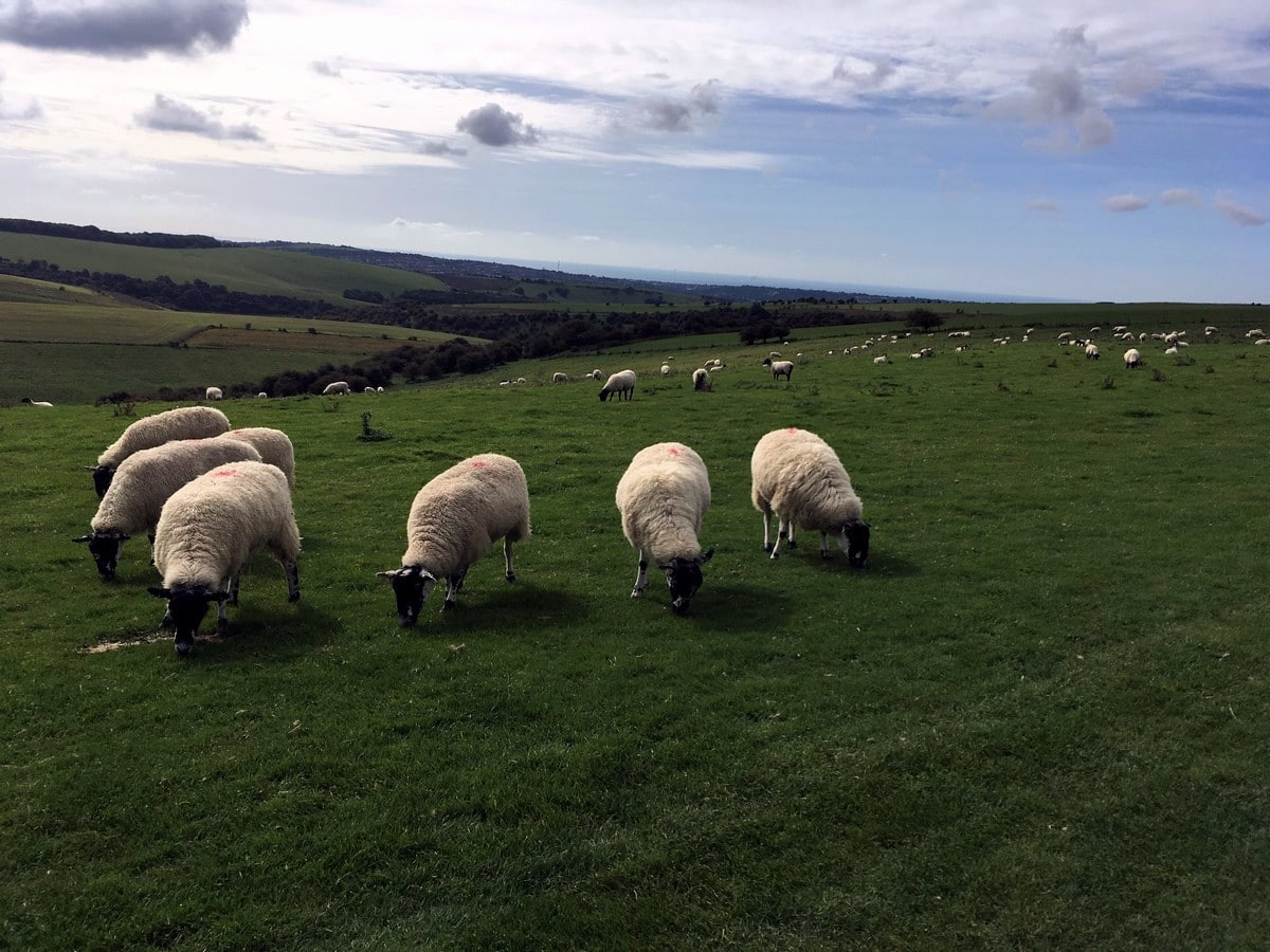 Sheep grazing on the Downs on the Hassocks to Lewes Hike in South Downs, England