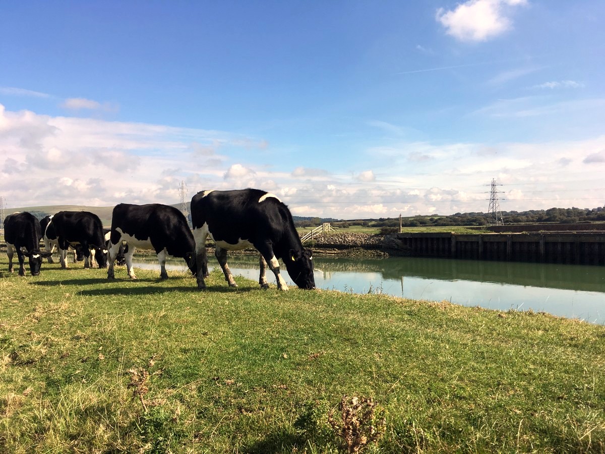 Cattle grazing along the riverside on the Southease and the River Ouse Hike in South Downs, England