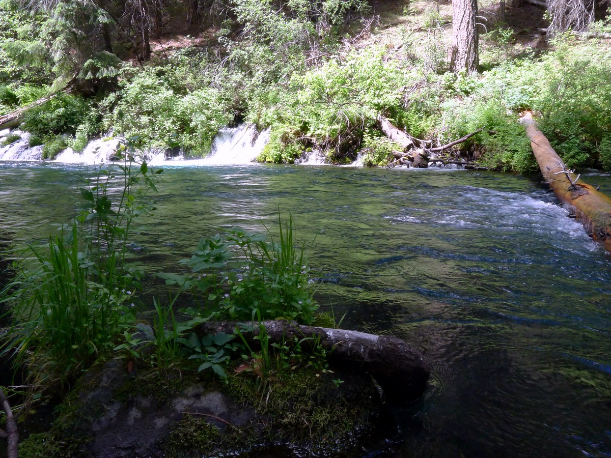 Gurgling stream running into the river on the West Metolius River Hike near Bend, Oregon