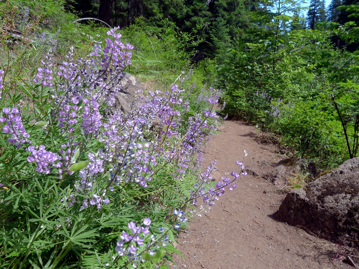 Wildflowers beside the trail on the West Metolius River Hike near Bend, Oregon