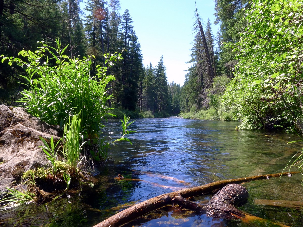Calm before the rapids on the West Metolius River Hike near Bend, Oregon