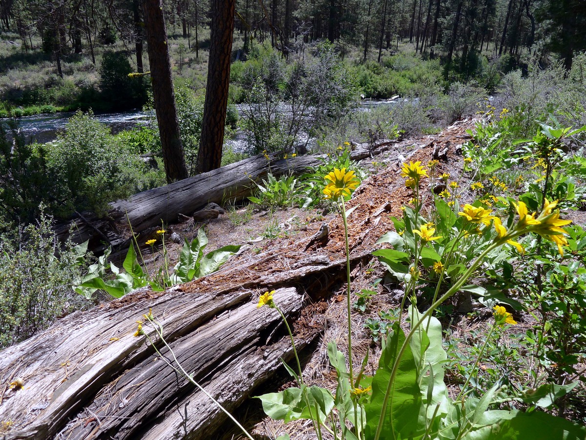 Wildflowers on the West Metolius River Hike near Bend, Oregon