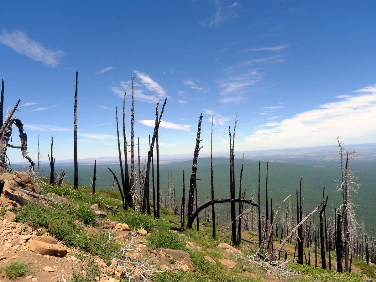 Burnt out forest on the Black Butte Hike near Bend, Oregon