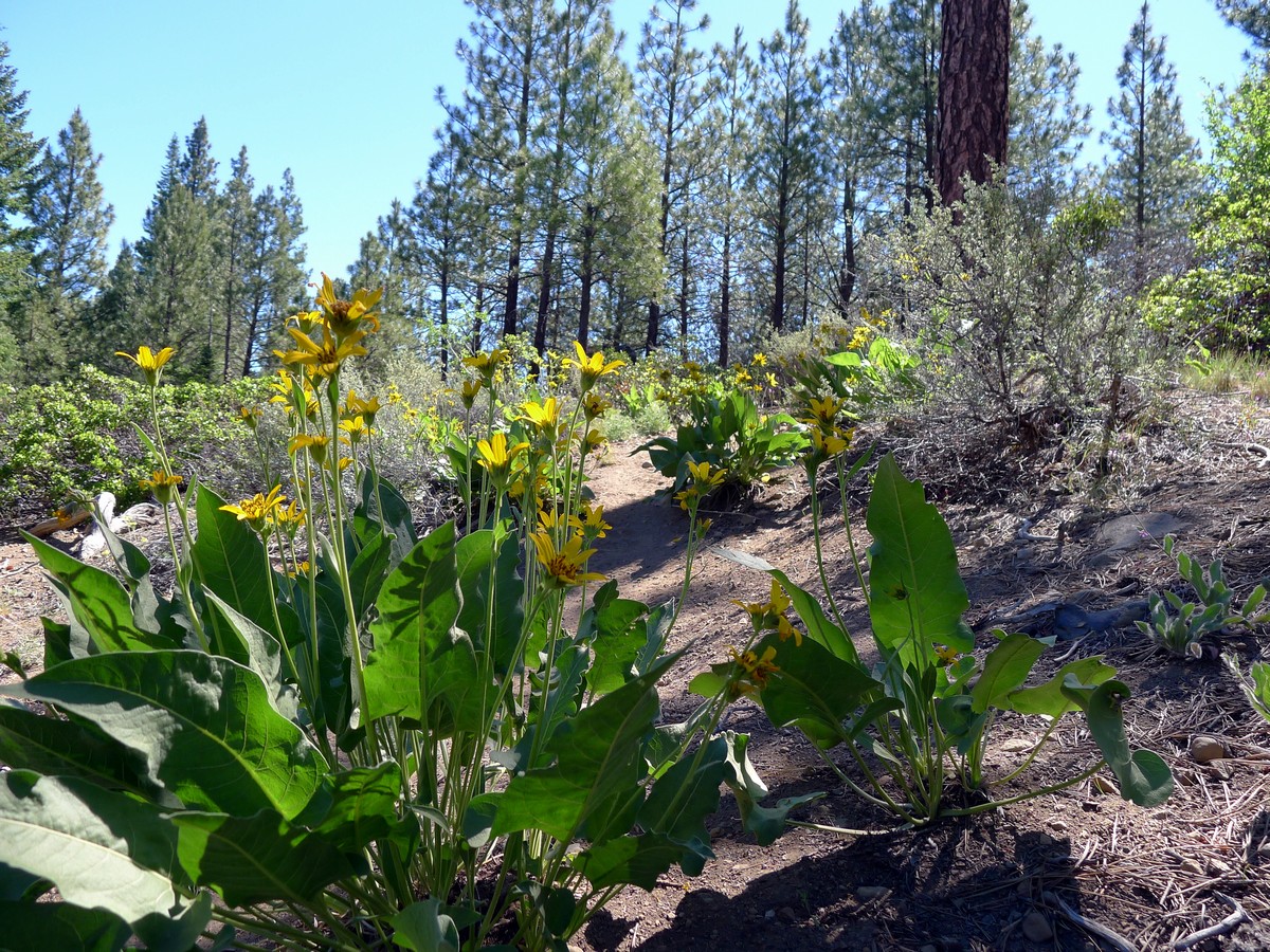 Wildflowers on the Whychus Creek Trail Hike near Bend, Oregon