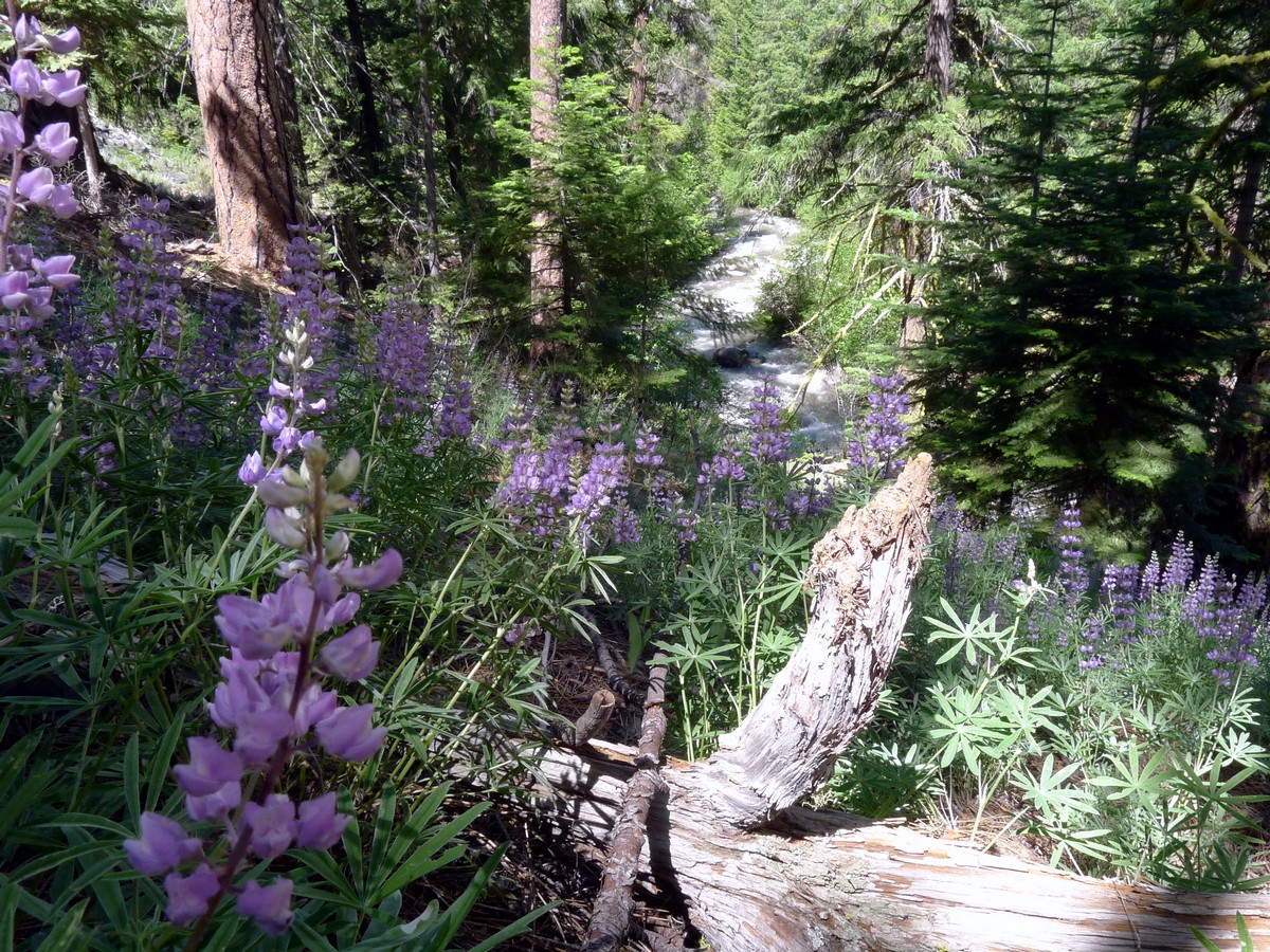 Whychus Creek Trail Hike in Bend surrounded by the wildflowers