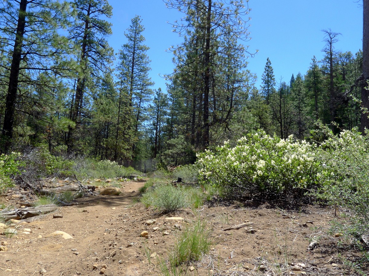 Thick flowers beside the trail on the Whychus Creek Trail Hike near Bend, Oregon