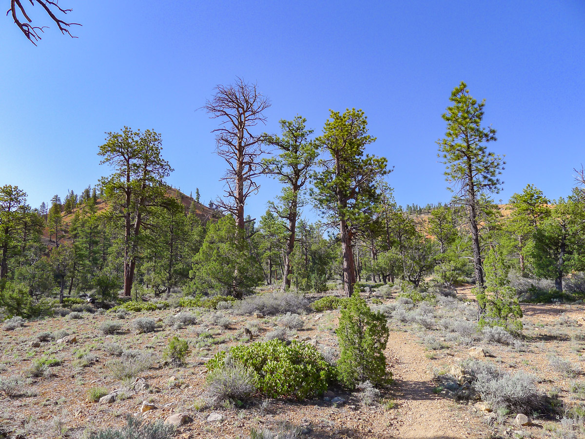 Trail of Golden Wall / Castle Bridge Loop trail hike in Bryce Canyon National Park