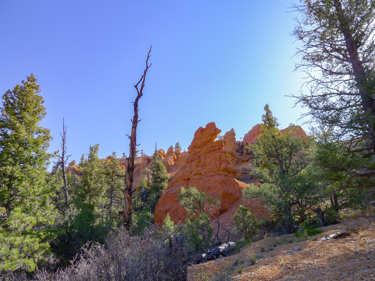 Beautiful hoodoos on Golden Wall / Castle Bridge Loop trail hike in Bryce Canyon National Park