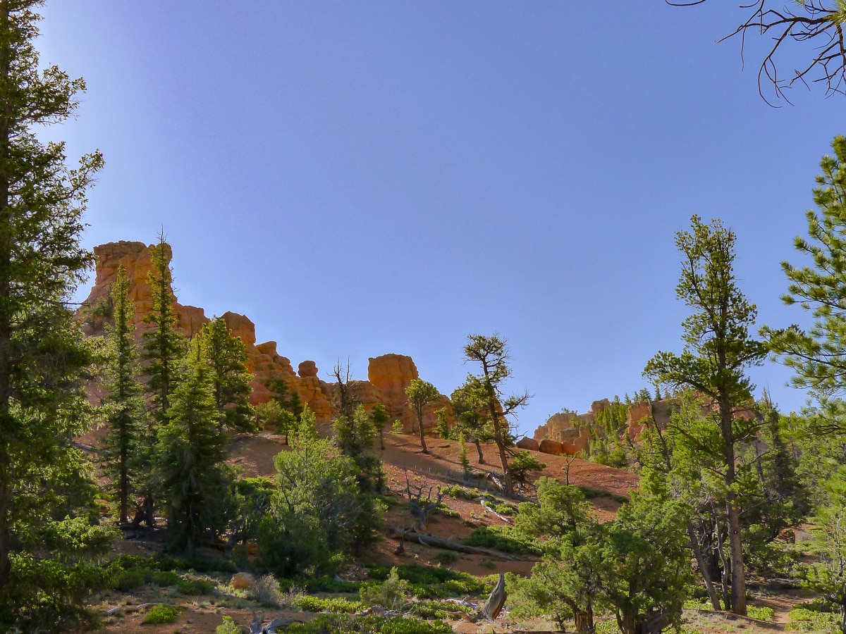 Golden Wall / Castle Bridge Loop trail hike in Bryce Canyon National Park is surrounded by red hoodoos