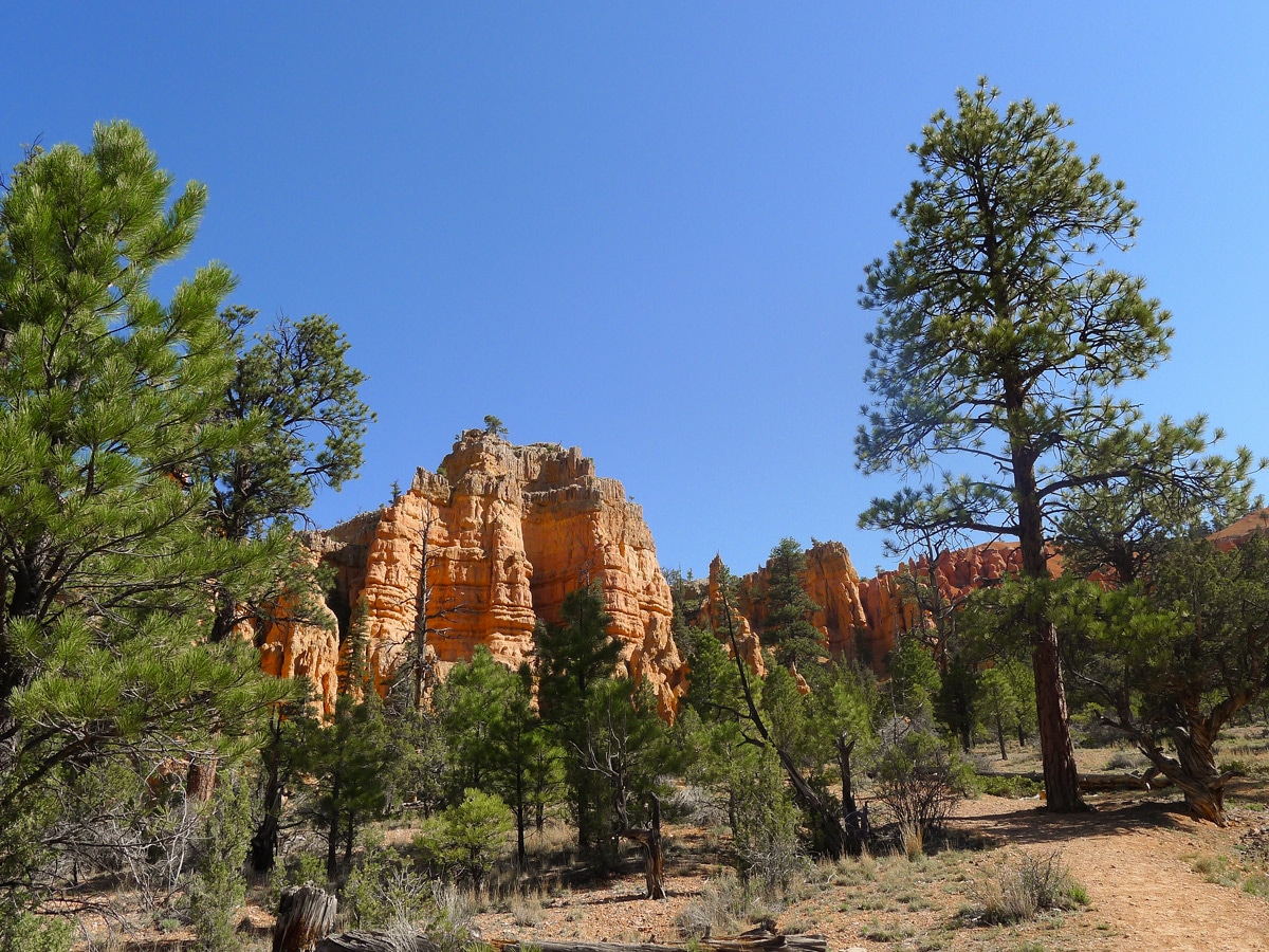 Bristlecone Loop trail hike in Bryce Canyon National Park is surrounded by beautiful hoodoos