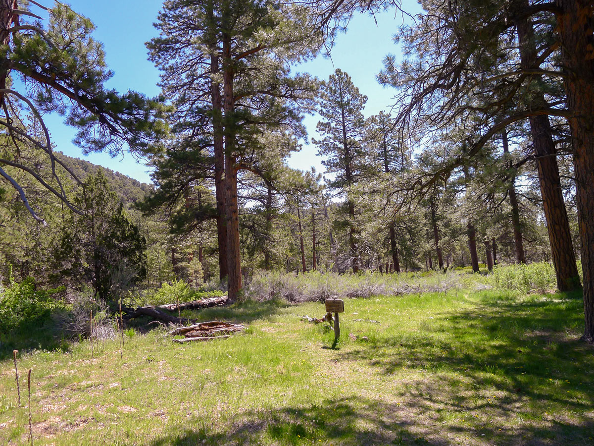 Lush clearing on Cassidy trail hike in Bryce Canyon National Park