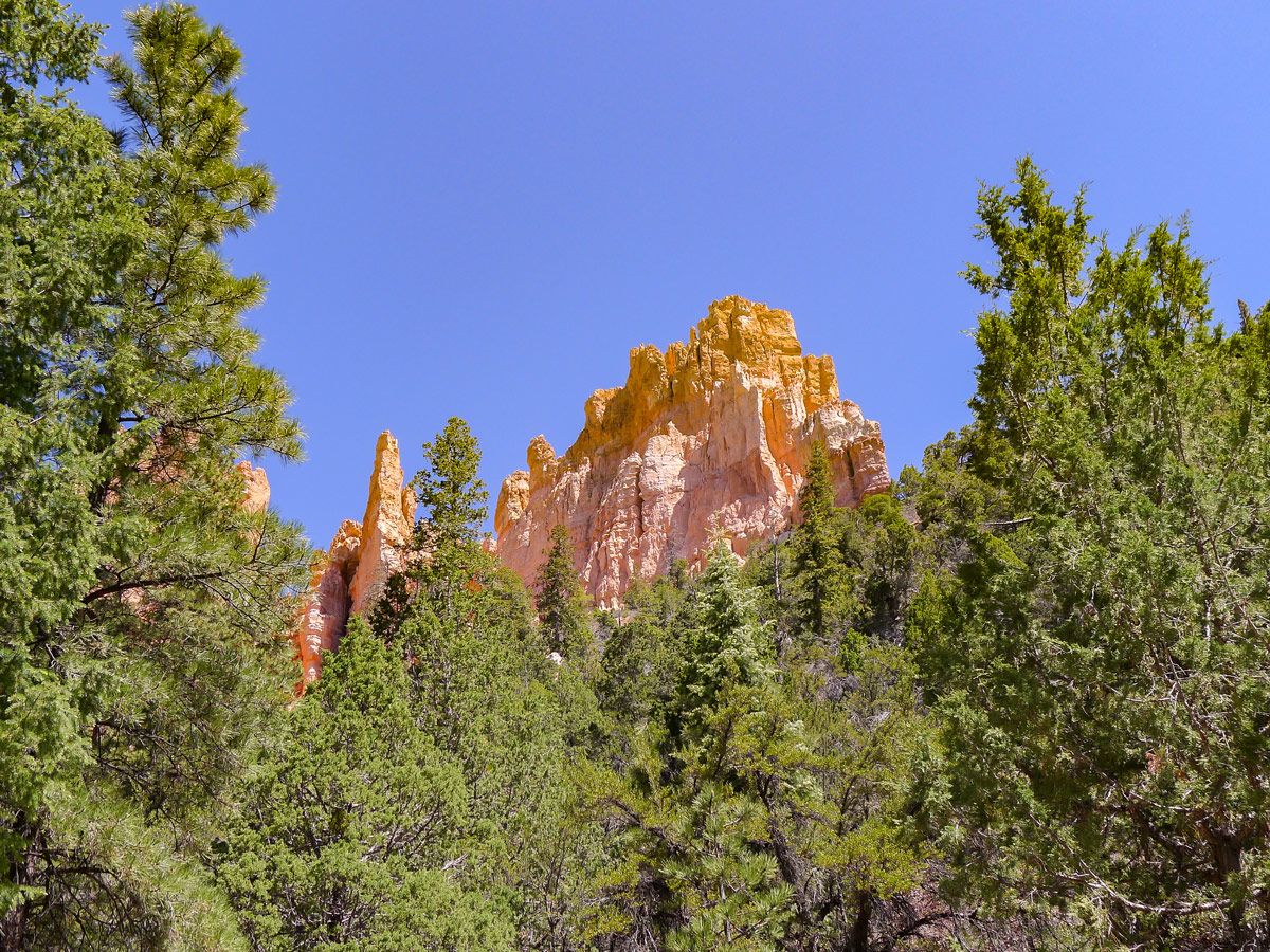 Red towers peeking over the pine trees on Cassidy trail hike in Bryce Canyon National Park