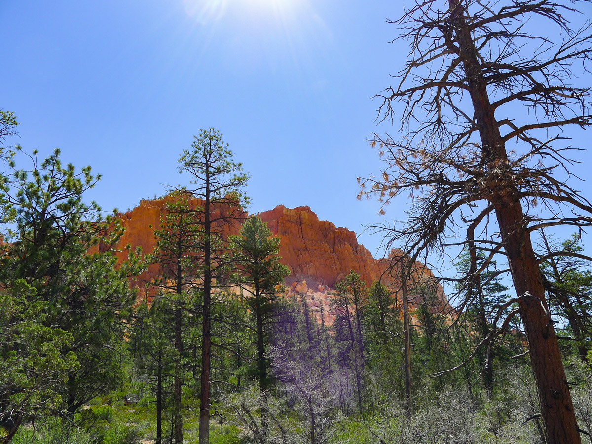 Burnt section of trail on Swamp Canyon trail hike in Bryce Canyon National Park