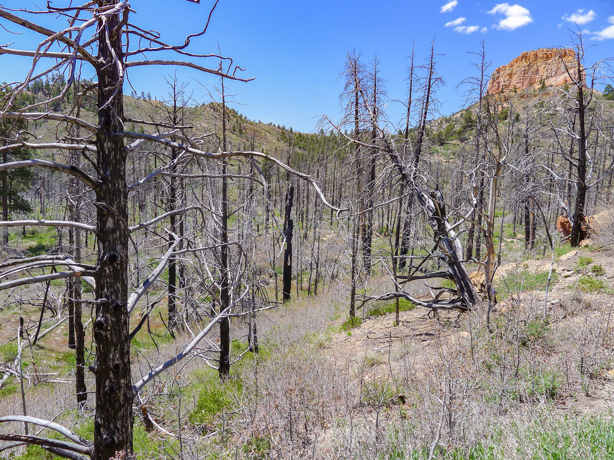 Burnt out section of trail on Swamp Canyon trail hike in Bryce Canyon National Park