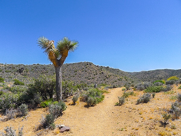 Views from the Lost Horse Loop hike in Joshua Tree National Park, California