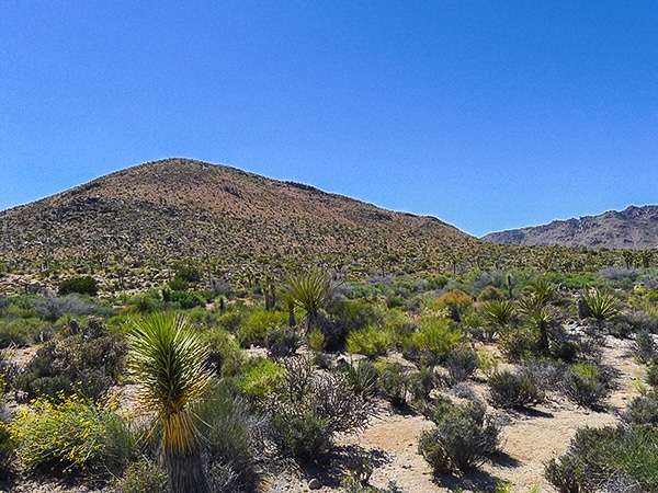 Views from the Pine City hike in Joshua Tree National Park, California