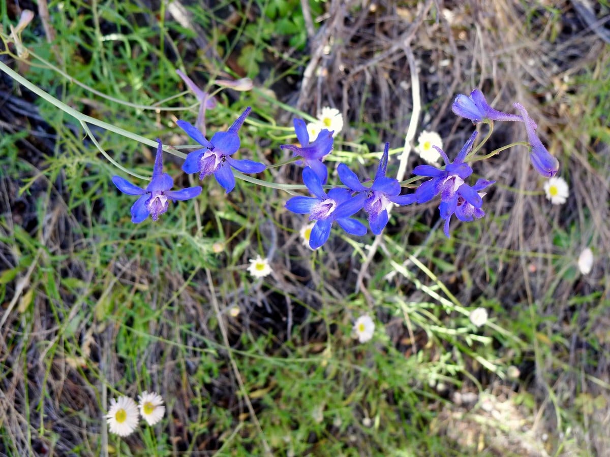 Wildflowers on the Dripping Springs Hike in Grand Canyon National Park, Arizona