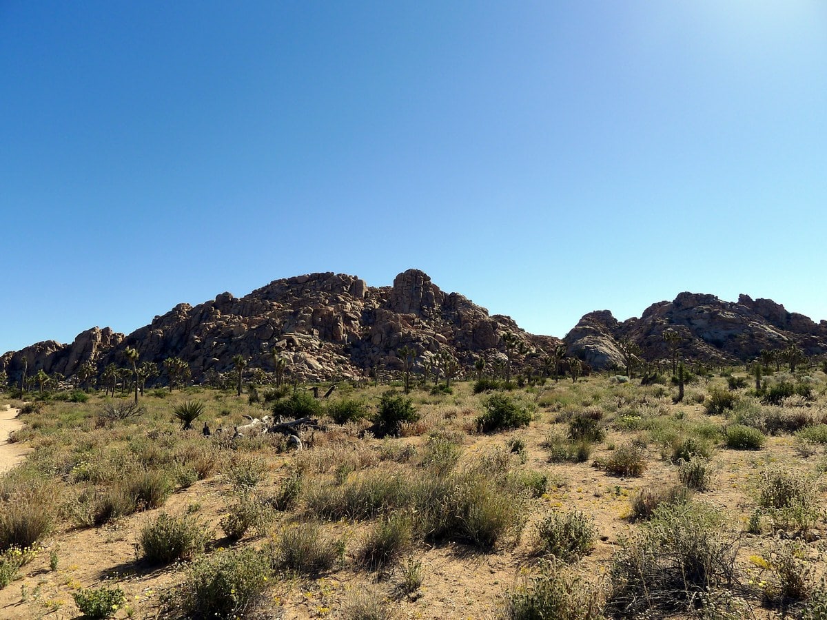 Rock formations along the Boy Scouts Trail Hike in Joshua Tree National Park, California
