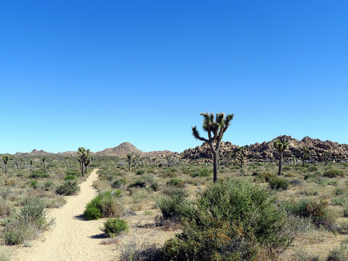 Views from the Boy Scouts Trail Hike in Joshua Tree National Park, California