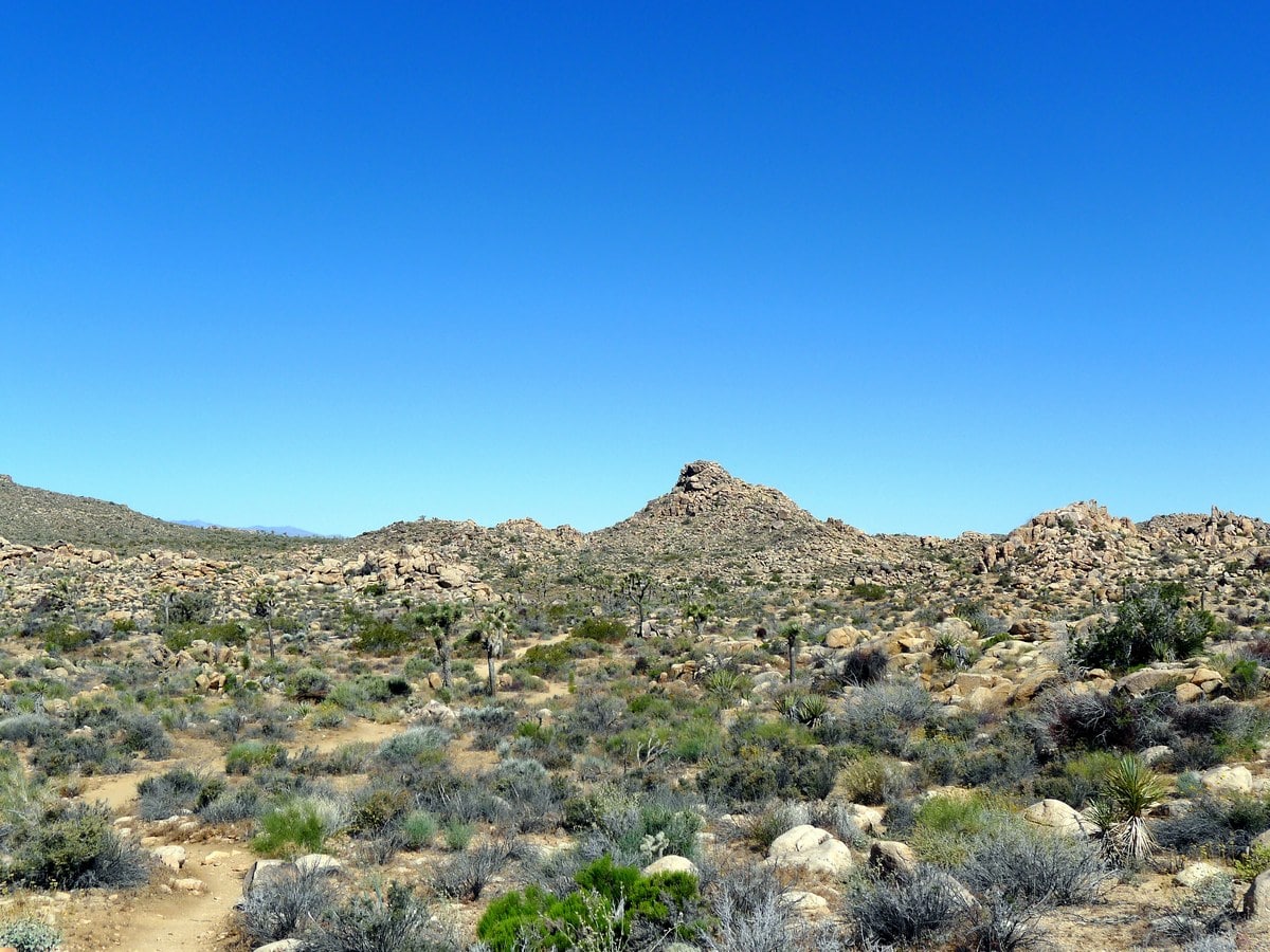 Rock formations on the Boy Scouts Trail Hike in Joshua Tree National Park, California