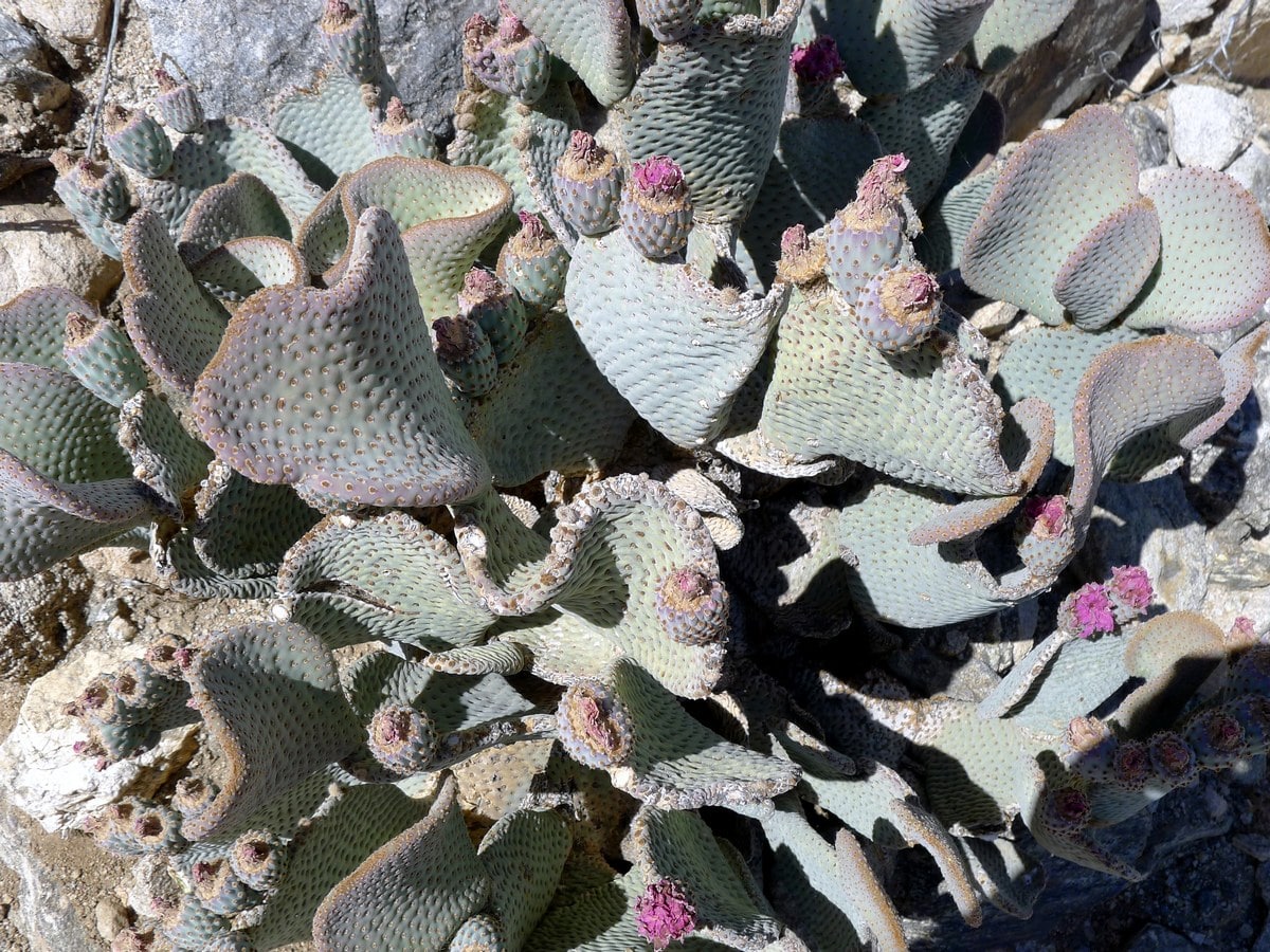 Impressive cacti on the Boy Scouts Trail Hike in Joshua Tree National Park, California