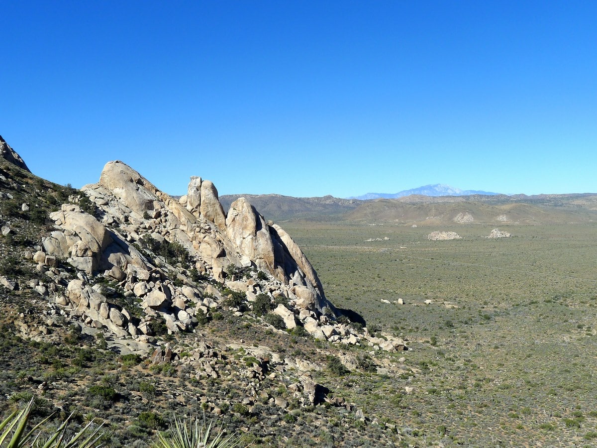 Crows along the Ryan Mountain Hike in Joshua Tree National Park, California