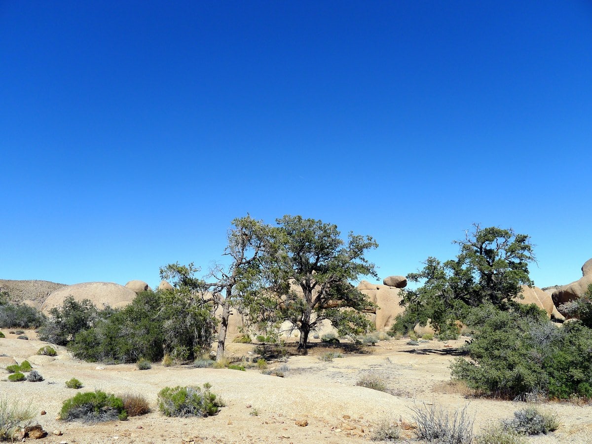 Views of the Pine City Hike in Joshua Tree National Park, California