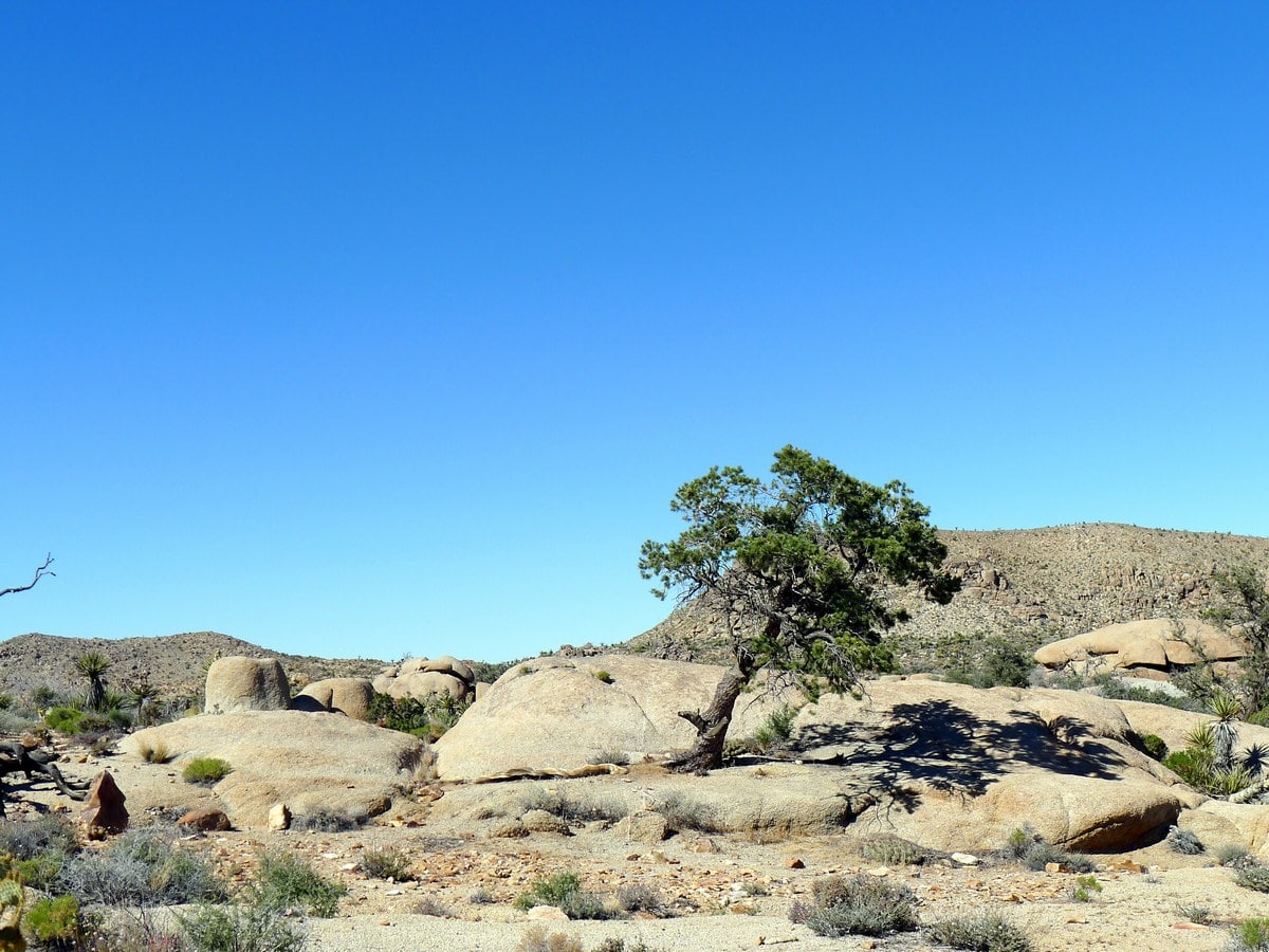 Lone tree on the Pine City Hike in Joshua Tree National Park, California