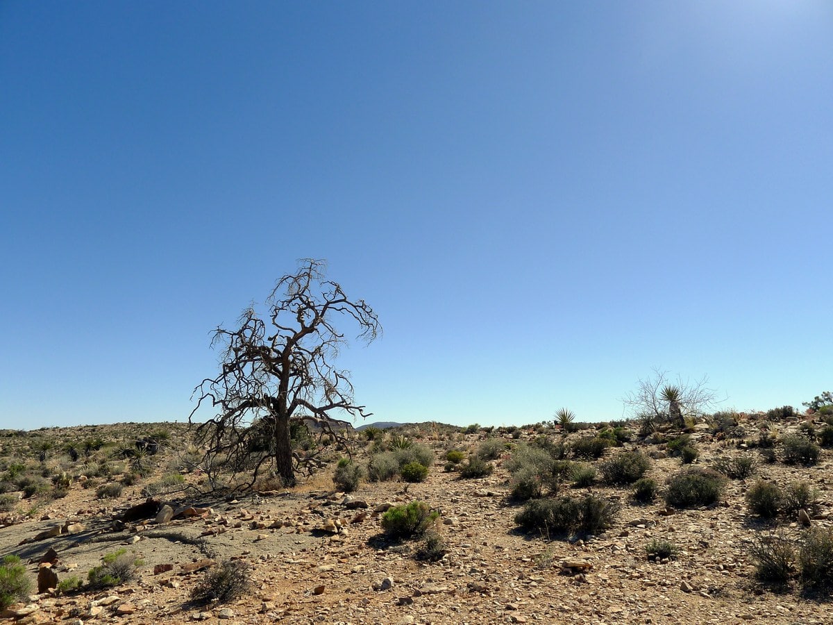 Pine City Hike in Joshua Tree National Park, California