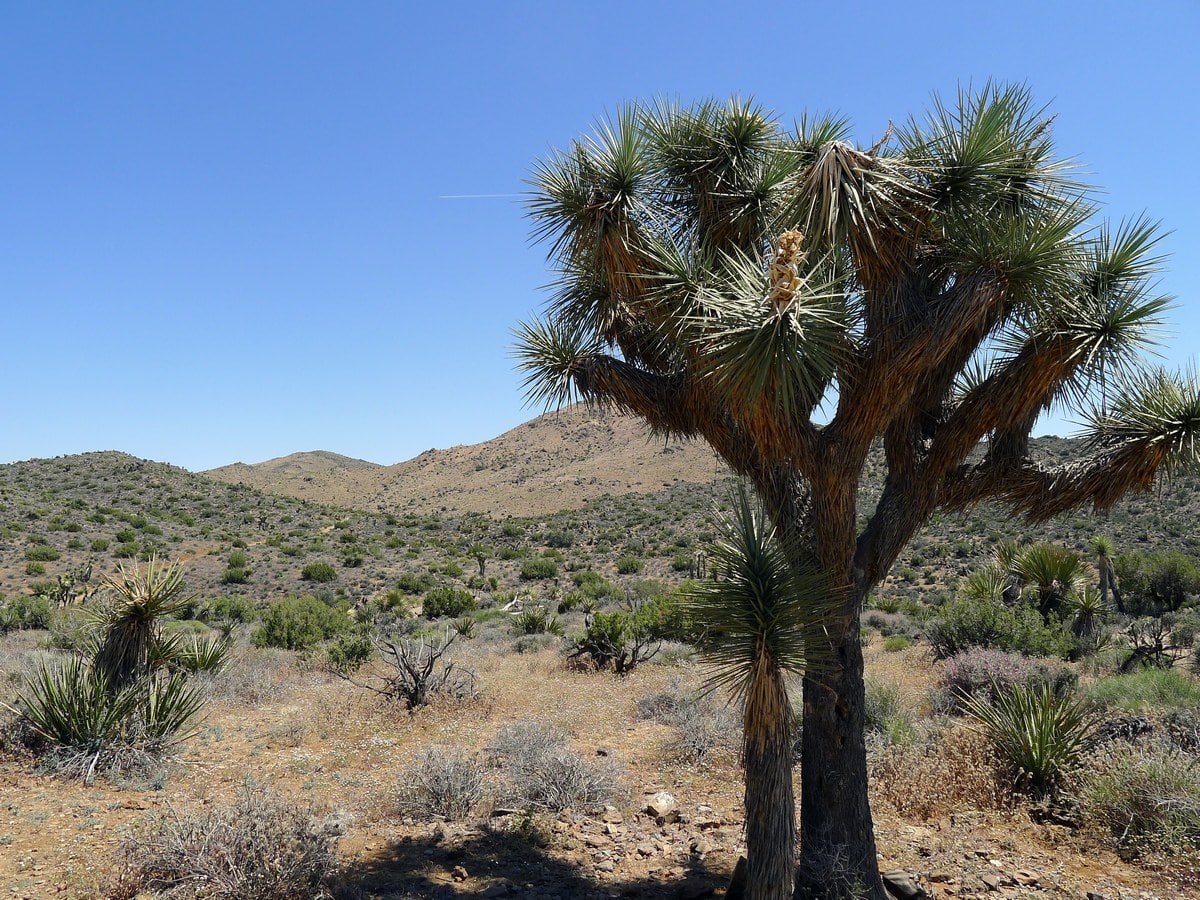 Views from the Lost Horse Loop Trail Hike in Joshua Tree National Park, California