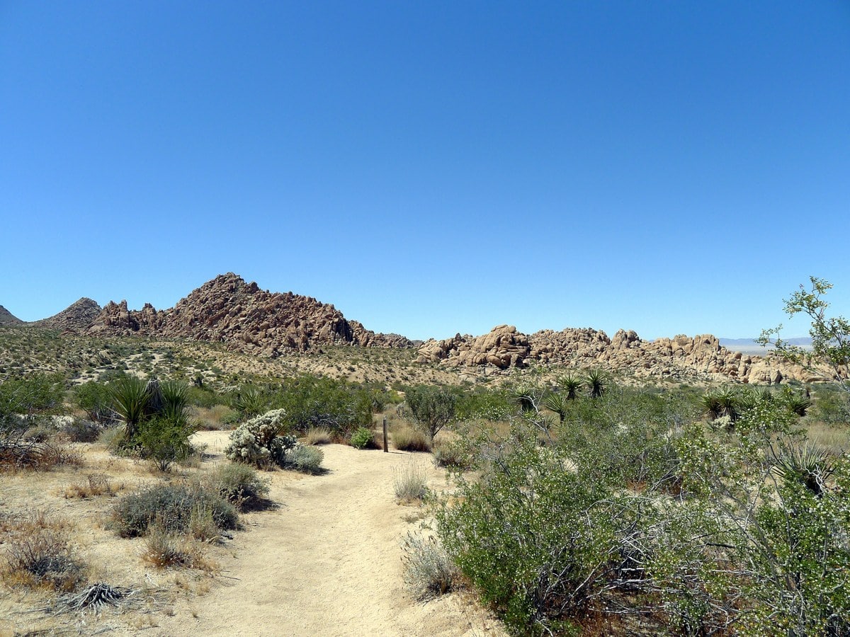 The beginning of the Indian Cove Nature Loop Hike in Joshua Tree National Park, California