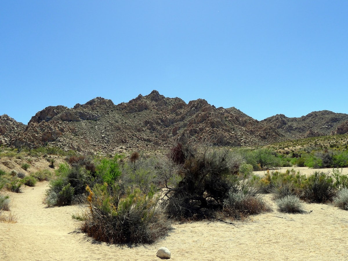 View of range from the Indian Cove Nature Loop Hike in Joshua Tree National Park, California
