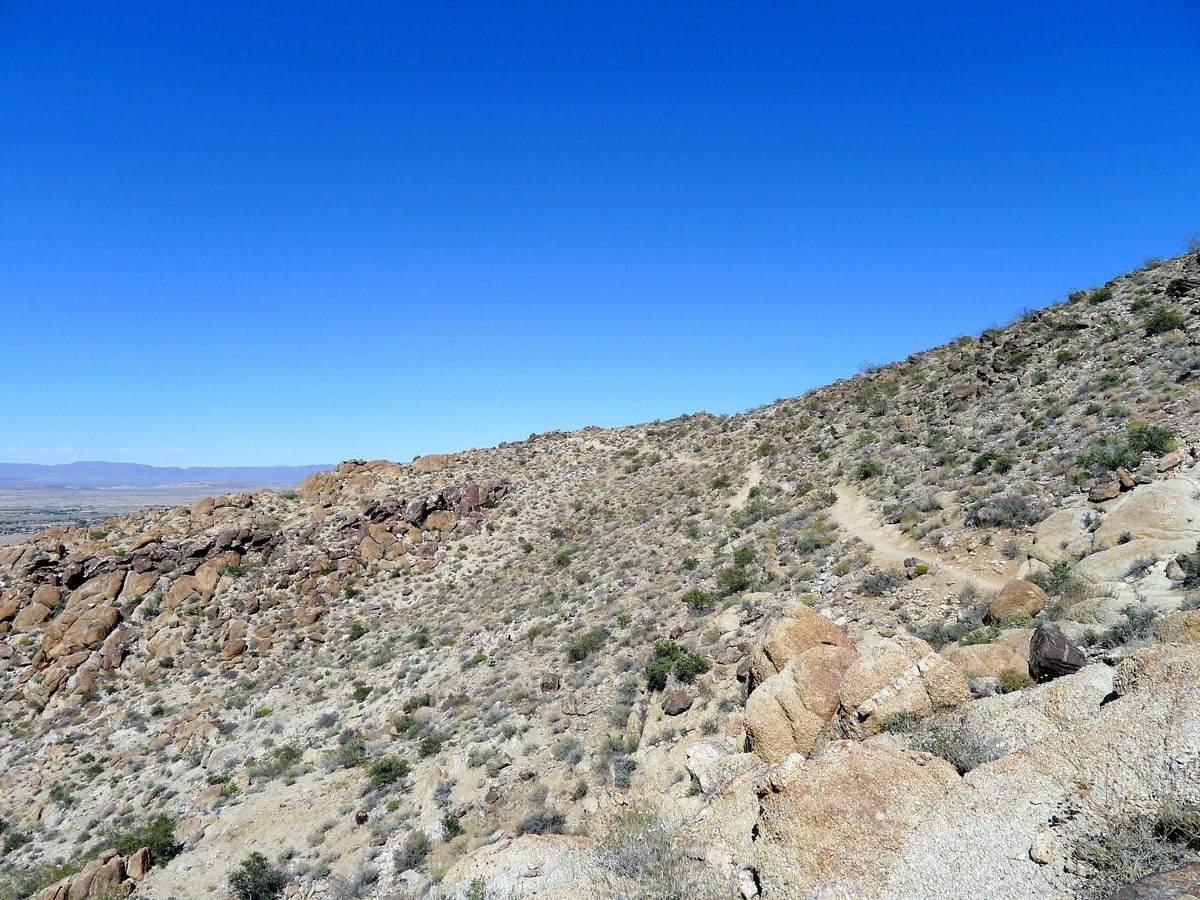 Trail of the 49 Palm Oasis Hike in Joshua Tree National Park, California