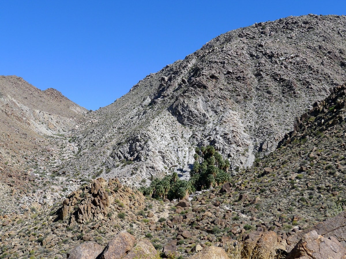 49 Palms Oasis Hike in Joshua Tree National Park, California, USA