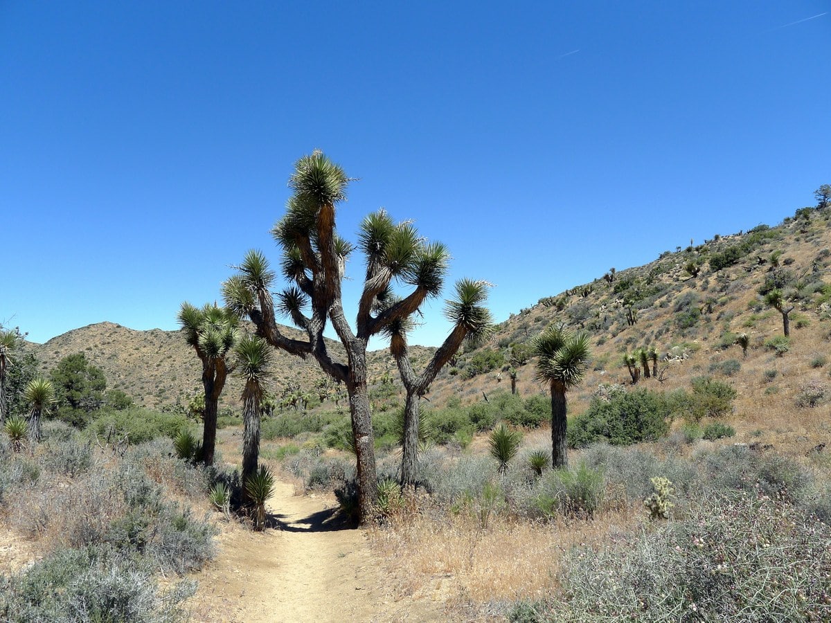 Trail of the High View Trail Hike in Joshua Tree National Park, California