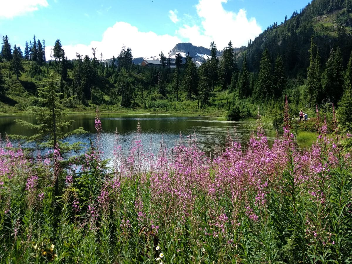 Fireweed and Table Mountain on the Picture Lake Hike near Mt Baker, Washington