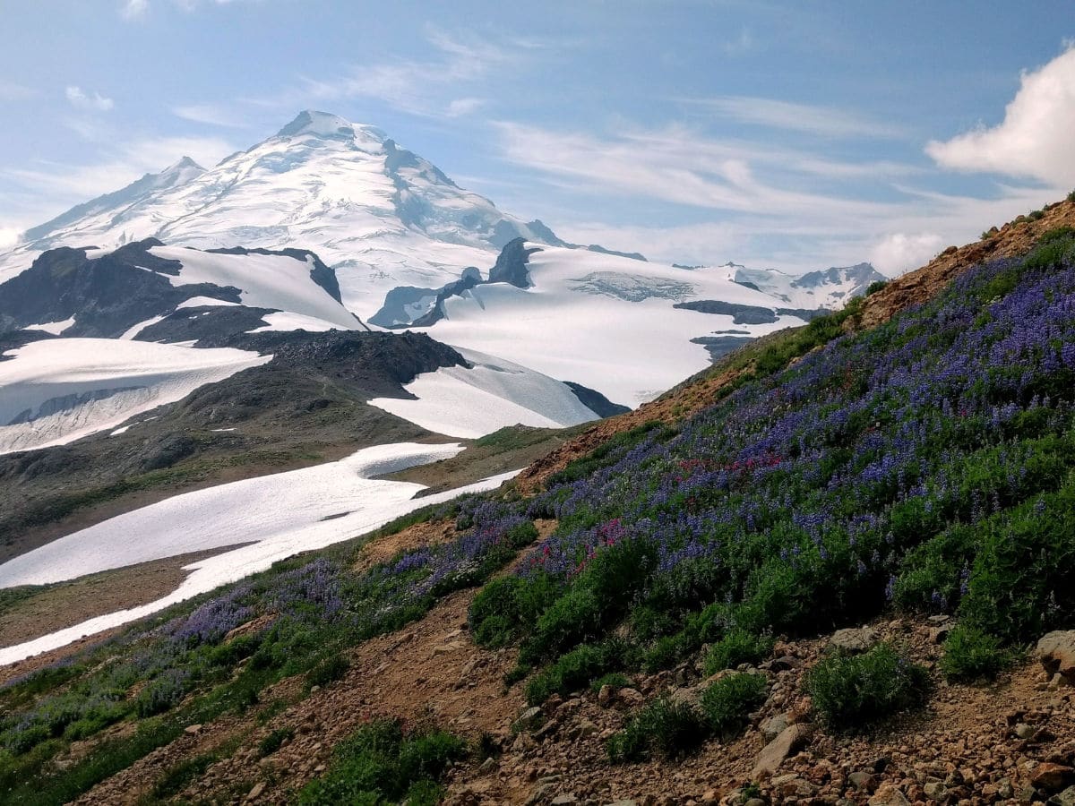 Mount Baker and wildflowers on the Yellow Ptarmigan Ridge Hike near Mt Baker, Washington