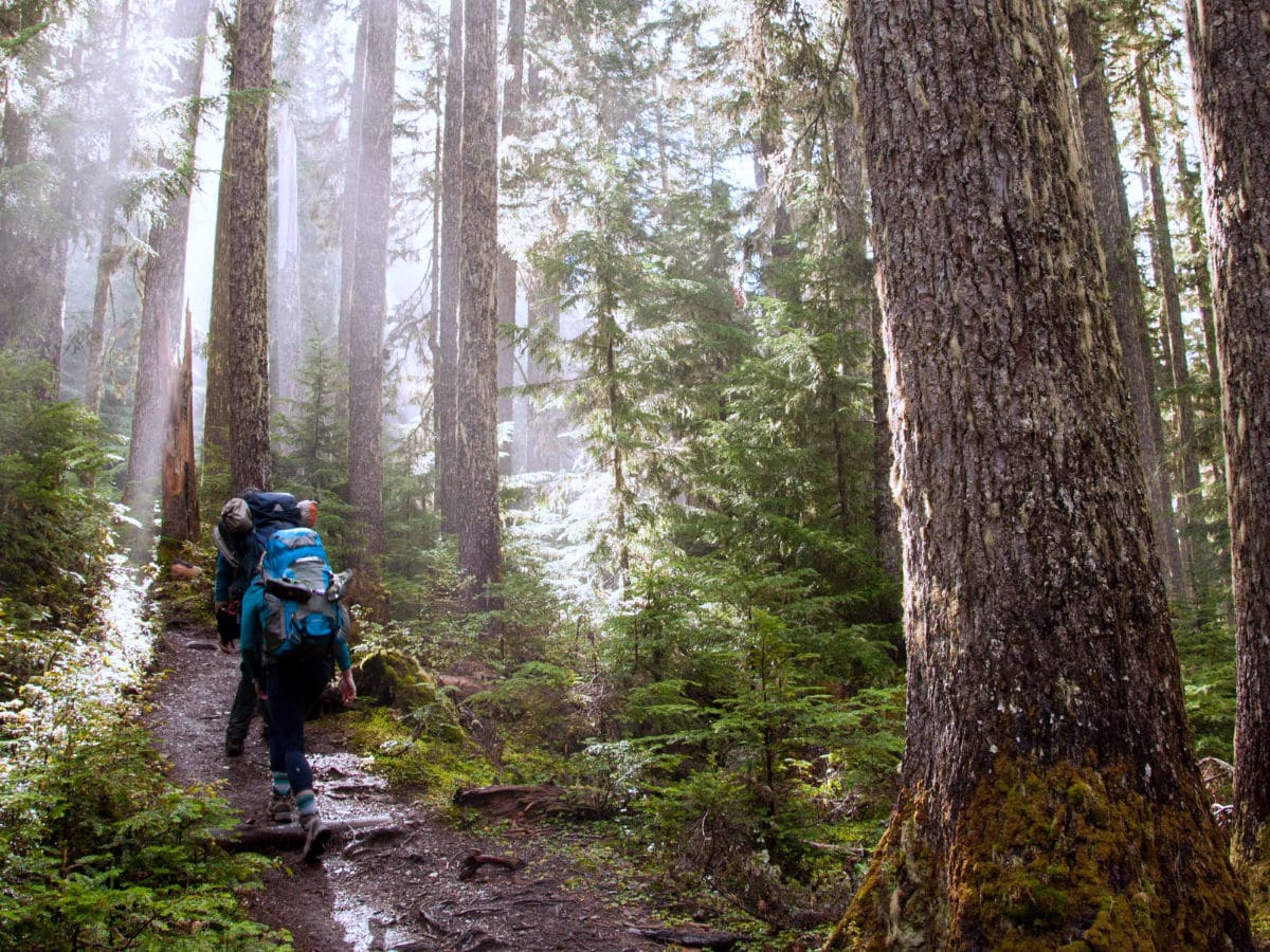 Trail through the forest on the Skyline Divide Hike near Mt Baker, Washington