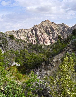 La Madre Springs hike near Las Vegas, Nevada