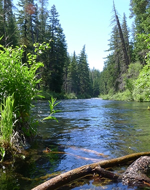 West Metolius River hike near Bend, Oregon