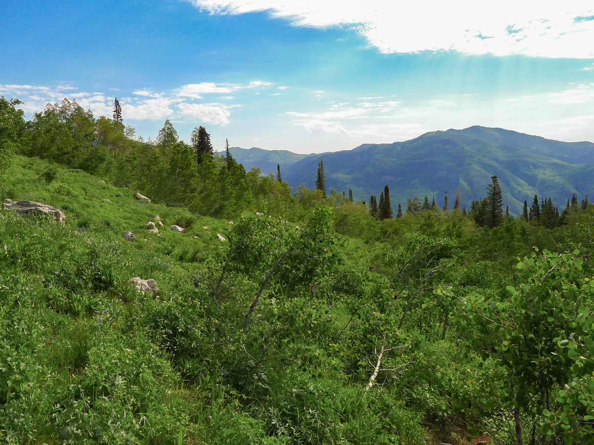 View from above treeline on Box Elder Peak hike in Salt Lake City, Utah