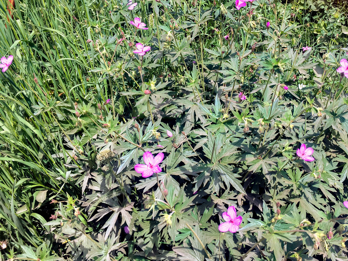 Wildflowers trail on Donut Falls hike from Salt Lake City, Utah