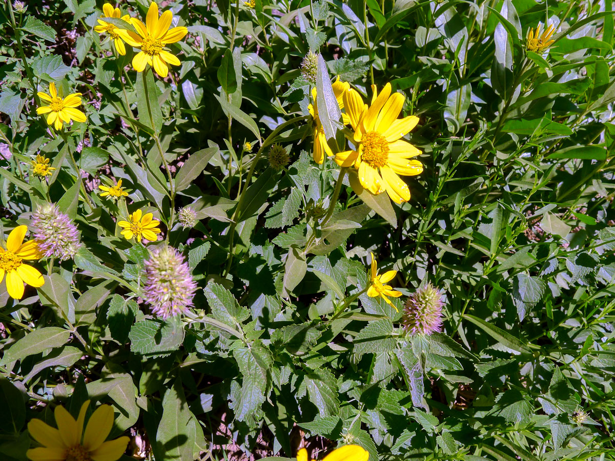 Wildflowers on a trail of Lake Blanche hike near Salt Lake City, Utah