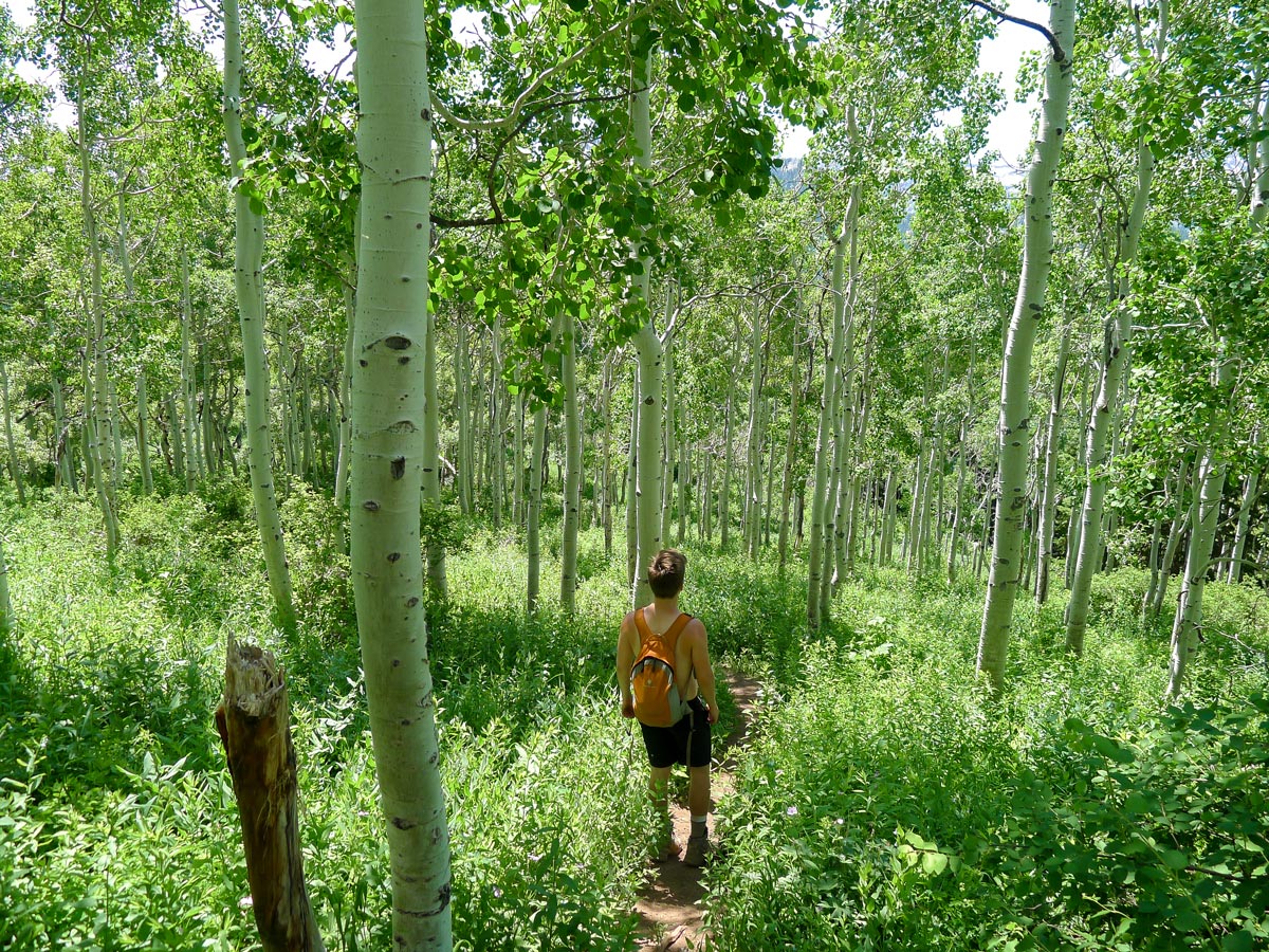 Lush trees along Mt. Raymond hike in Salt Lake City, Utah