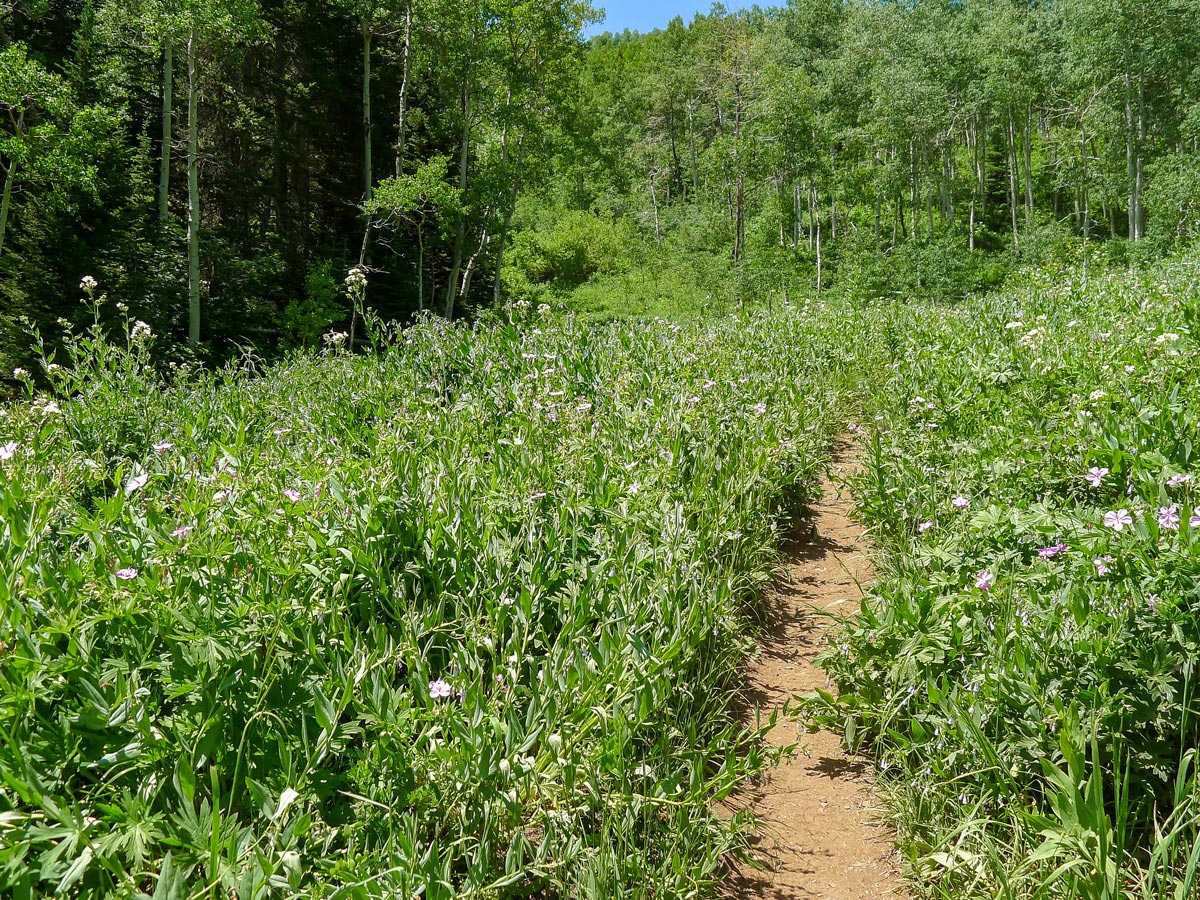 Wildflowers on Mt. Raymond hike in Salt Lake City, Utah