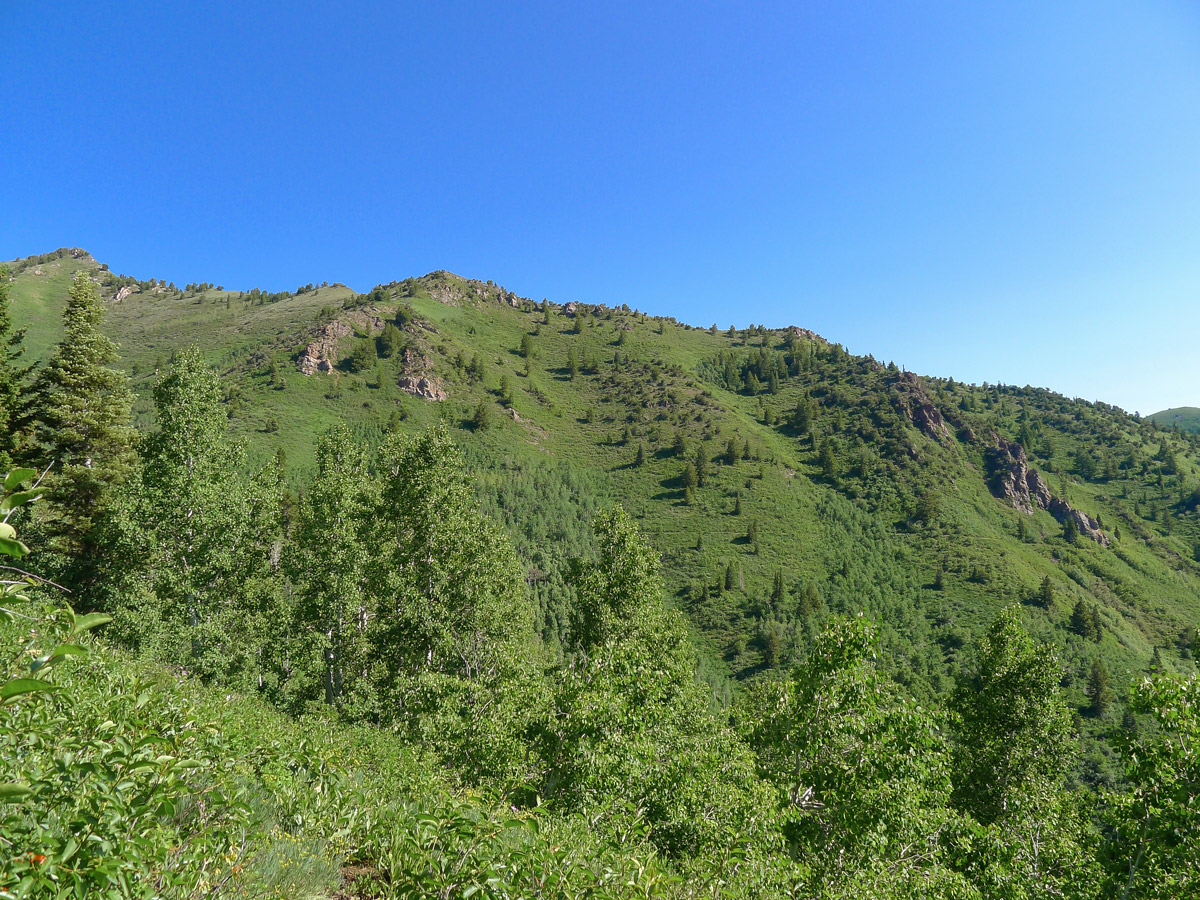 Mt. Raymond hike in Salt Lake City goes on a trail through the forest