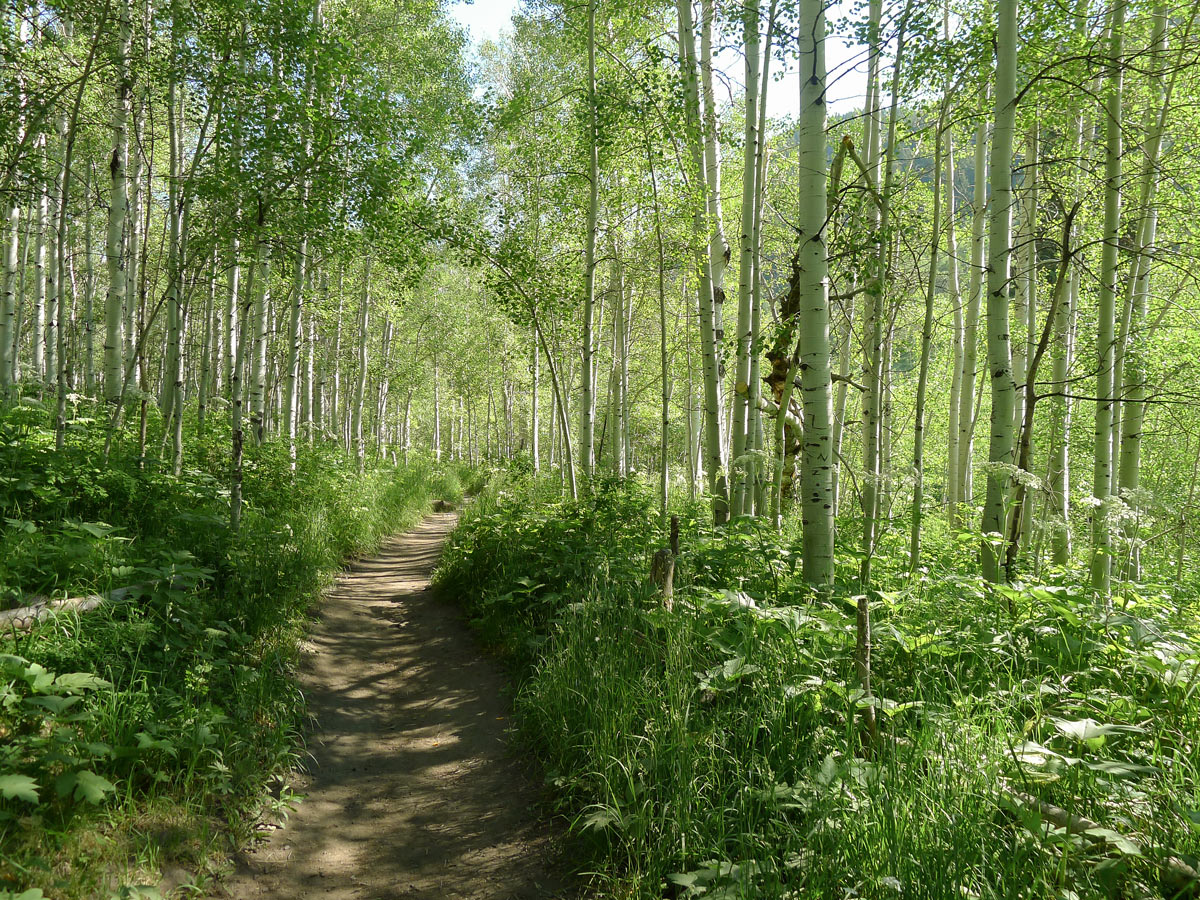 Lush forest along the trail on Silver Lake hike near Salt Lake City