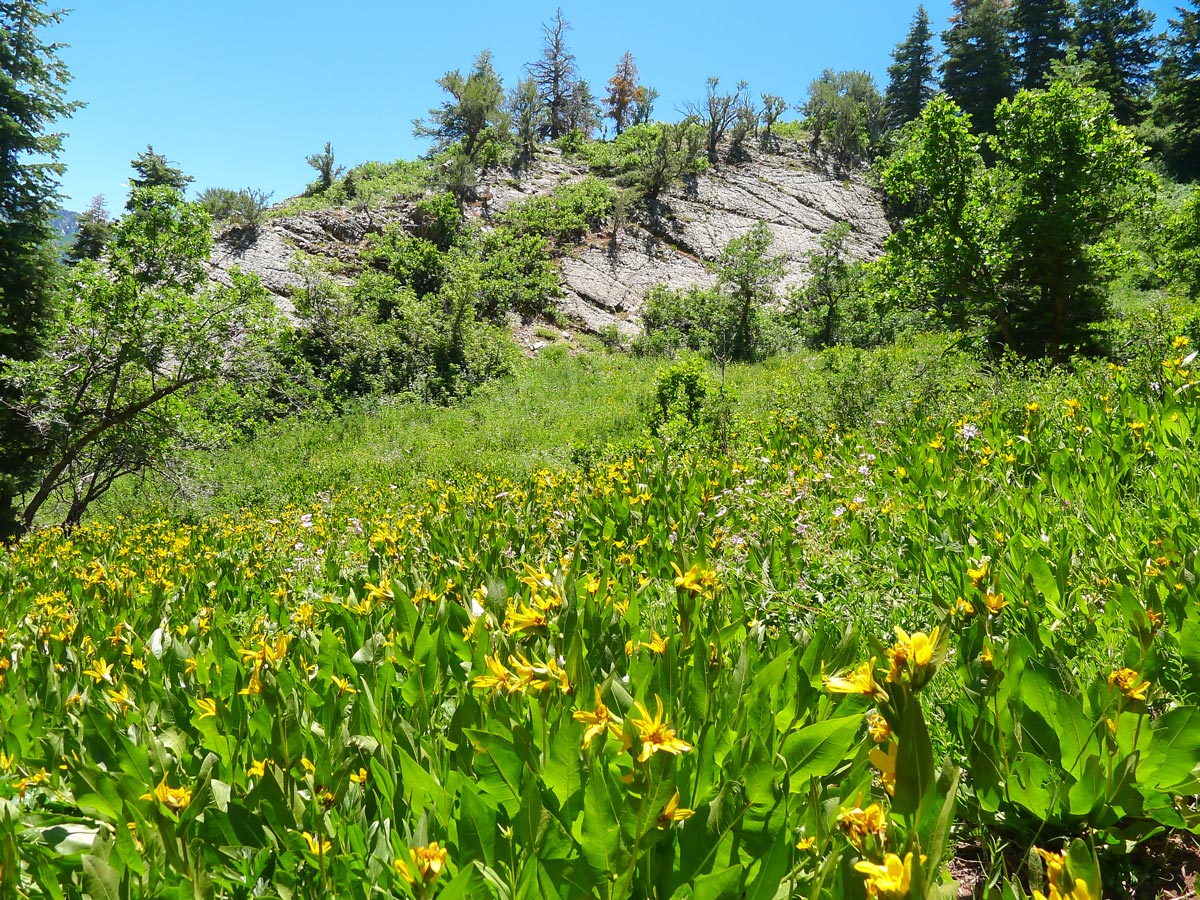 Wildflowers along the trail on Sunset Peak trail hike in Salt Lake City