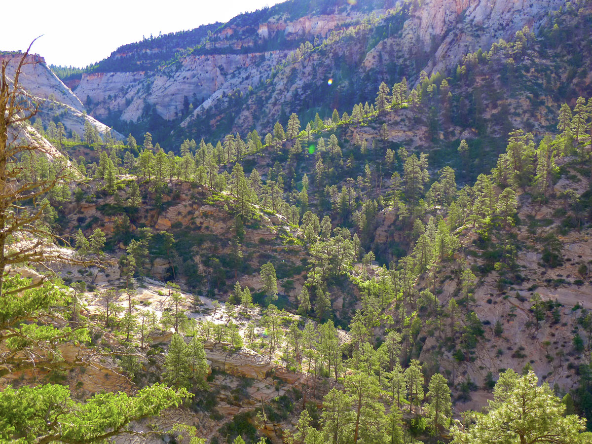 Observation Point hike in Zion National Park is surrounded by ponderosa pines